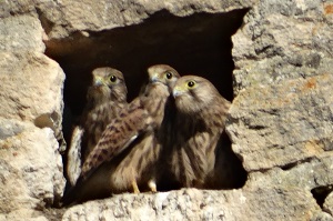 Trois fauconneaux visibles dans le nid
